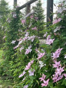 photo_2022-07-11_12-27-13